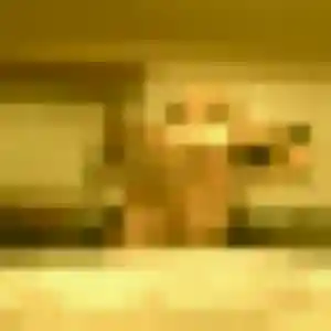 Photo exclusive de Soraya, 25 ans à La Verrière - rencontre coquine