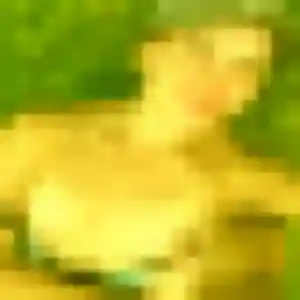 Photo perso de Chioma, 41 ans à Langrune-sur-Mer - rencontre coquine