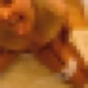 Photo de Neneh à Le Mesnil-Théribus (22 ans) - plan cul anonyme