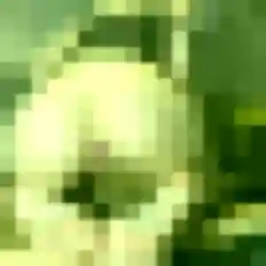 Photo de Adwoa à Pleuven (34 ans) - plan cul anonyme