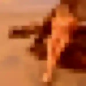 Photo de Nogaye à Steinbrunn-le-Haut (37 ans) - plan cul gratuit