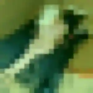 Photo exclusive de Bola, 27 ans à Tincques - rencontre sans lendemain