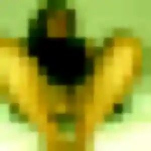 Photo privée de Adjoavi, 33 ans à Villefranche-sur-Cher - plan discret